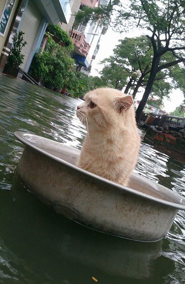 Во время наводнения этот кот придумал очень оригинальный способ не утонуть! Умничка