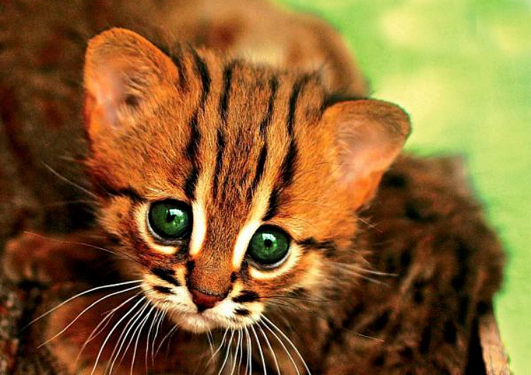Только посмотрите в эти глаза — прелестные ржавые кошки