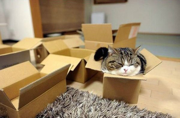 Почему кошки прячутся в домиках