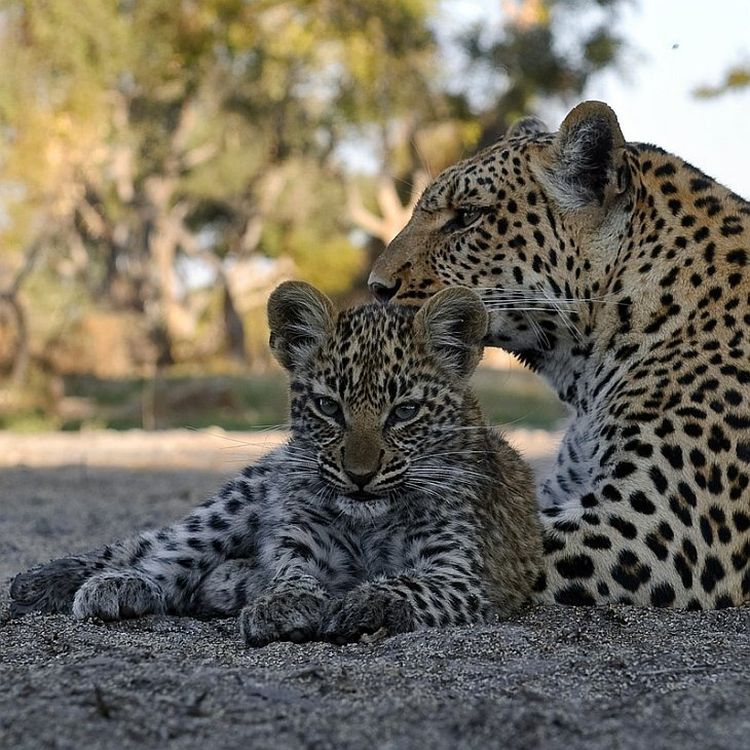 Фото котят леопарда — милые пятнистые красавчики