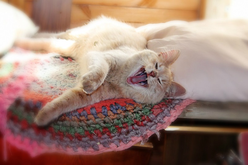 Кошки летом: как облегчить жизнь кошке в жару? Полезные советы и рекомендации