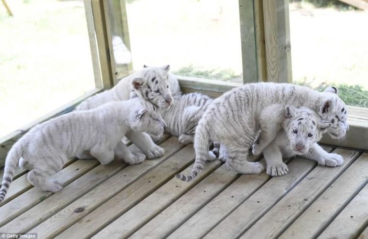 В китайском зоопарке впервые показали белых тигрят