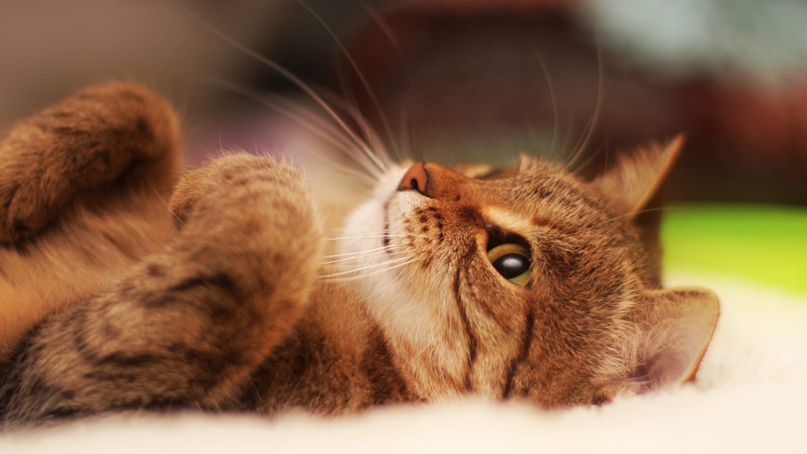 Девять жизней кошки — миф или реальность? Проверяем