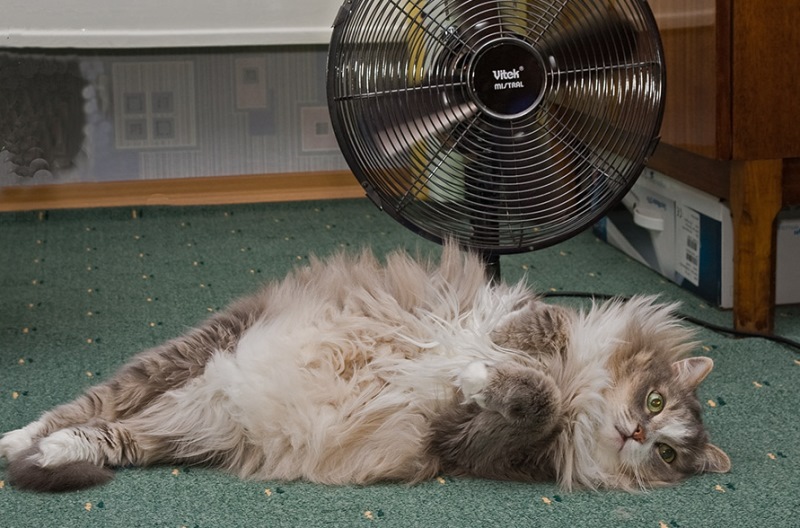 Кошки летом: как облегчить жизнь кошке в жару? Полезные советы и рекомендации