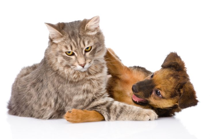 Кошка и собака: особенности совместного содержания