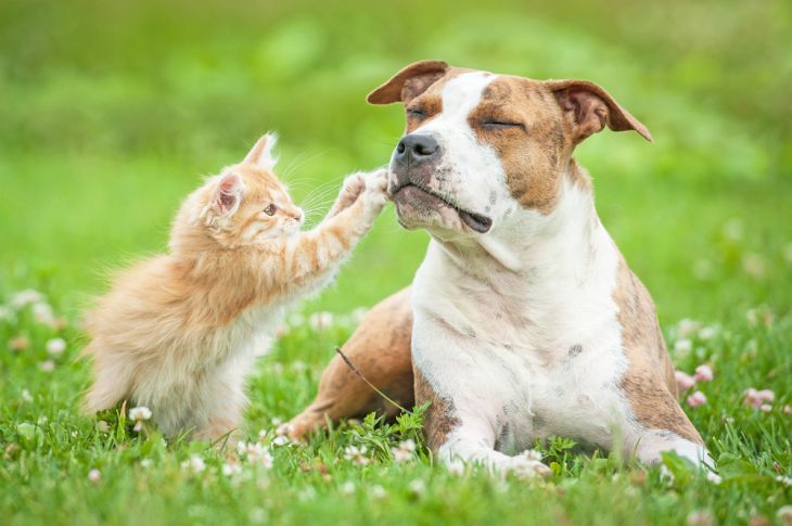 Кошка и собака: особенности совместного содержания