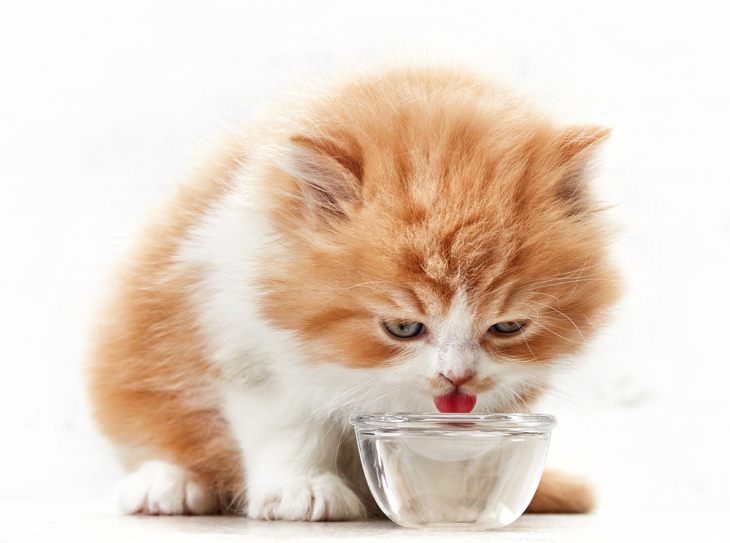 Сколько кошка должна пить в день