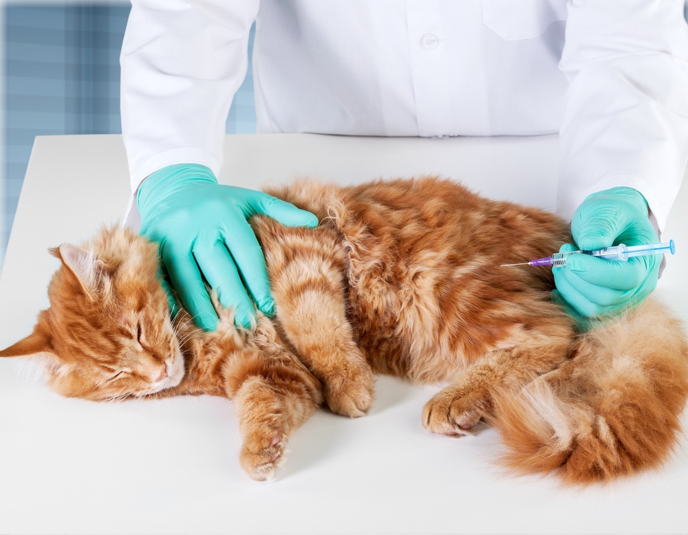 Топ 10 наиболее распространенных болезней кошек