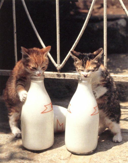 Напитки для котиков