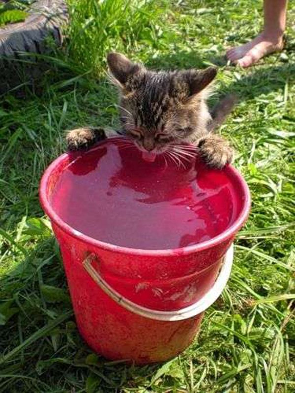 Напитки для котиков