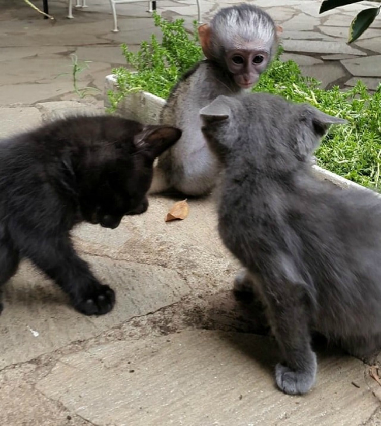 Для этой обезьянки лучшие друзья — котики