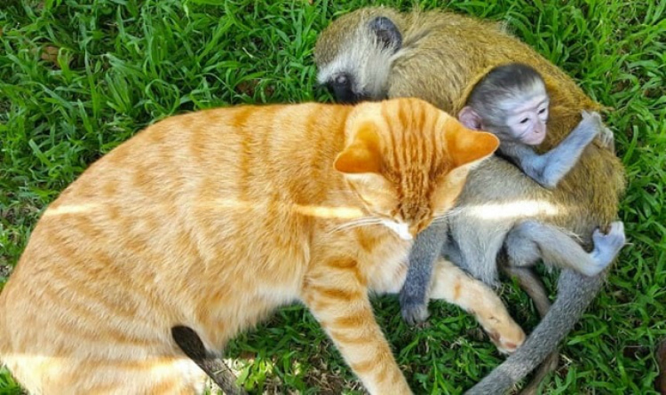 Для этой обезьянки лучшие друзья — котики
