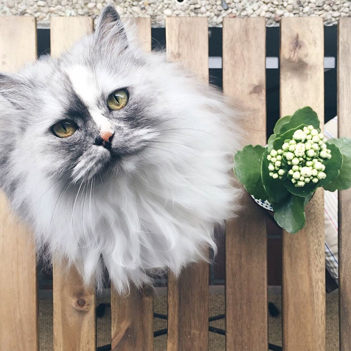 Алиса — спасённая кошка с красивейшей мраморной шерстью