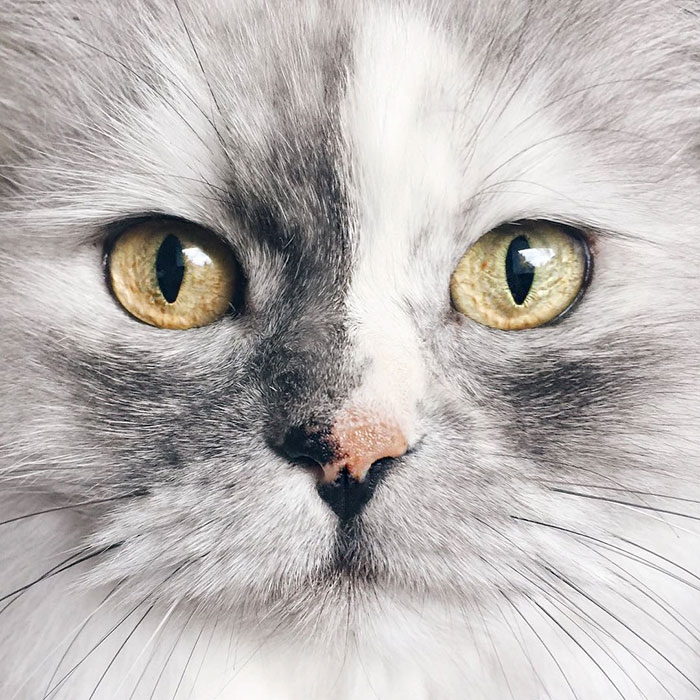 Алиса — спасённая кошка с красивейшей мраморной шерстью