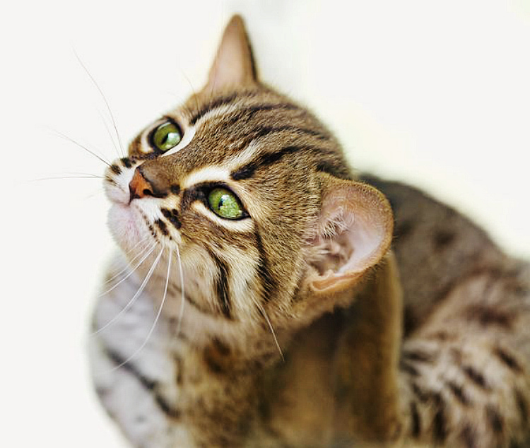 Только посмотрите в эти глаза — прелестные ржавые кошки