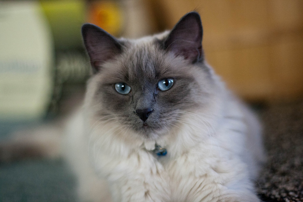Балинезийская кошка: фото, цены, описание породы, характер, видео