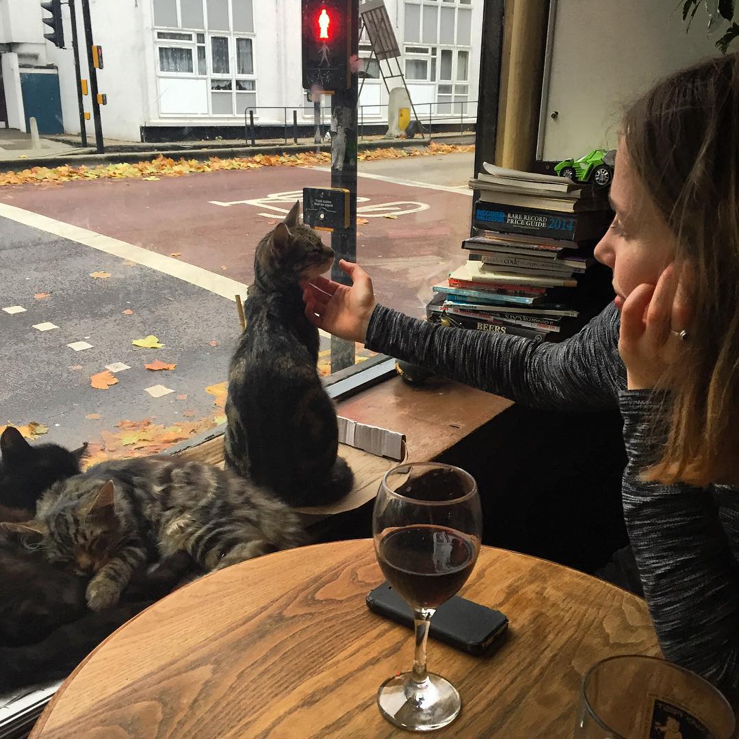 Паб с кошками: усатые контролируют посетителей