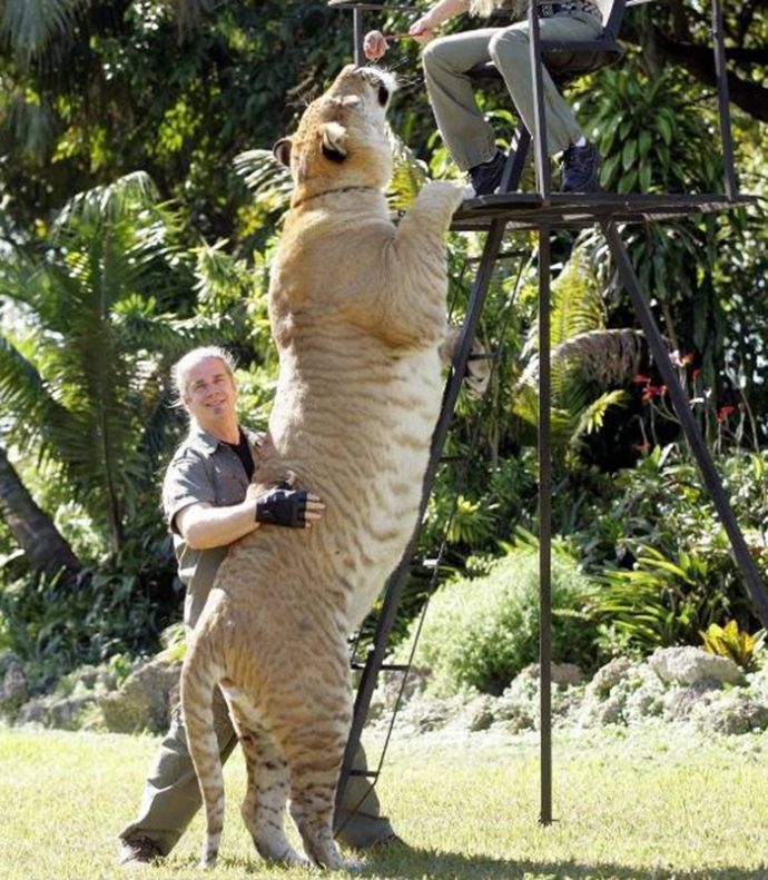 Кто такие лигры? Знакомьтесь – самые большие кошки в мире