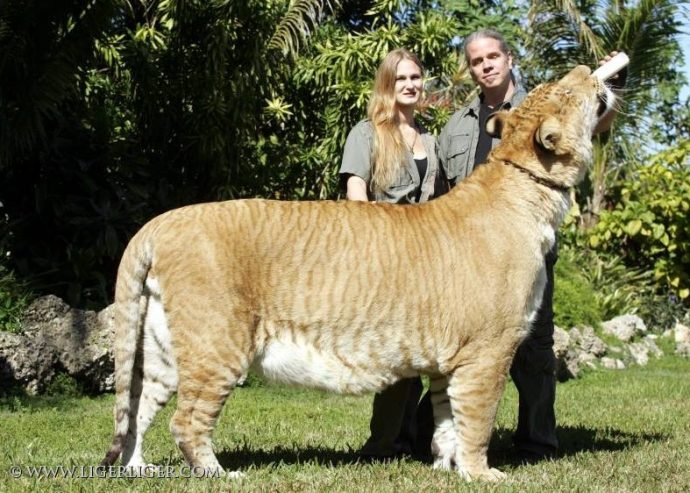 Кто такие лигры? Знакомьтесь – самые большие кошки в мире