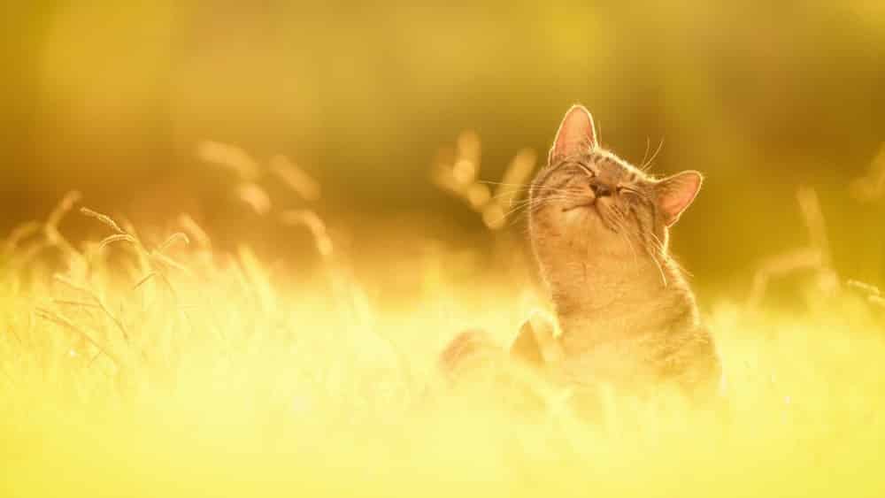 Солнечные коты