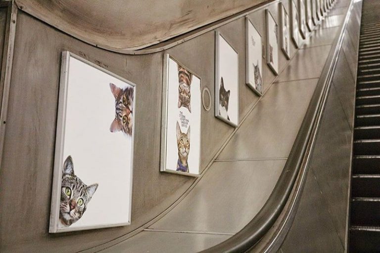 В лондонском метро появились фото кошек