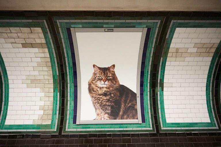 В лондонском метро появились фото кошек