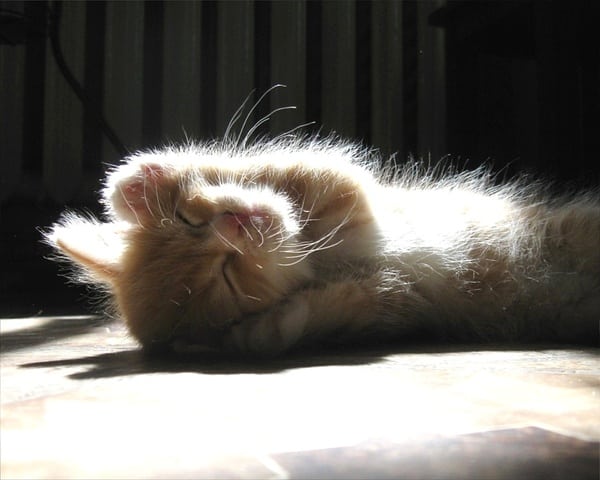 Солнечные коты
