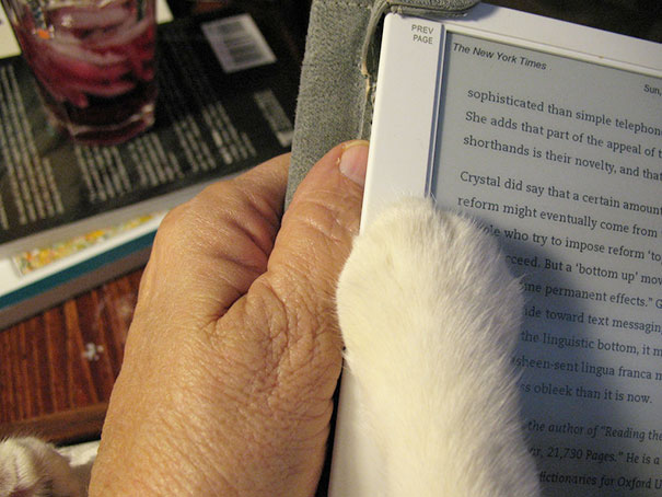 Кошки и книжки: что будет, если вы захотите почитать