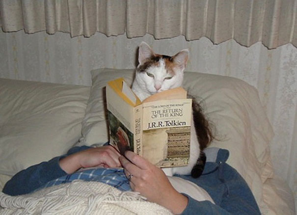 Кошки и книжки: что будет, если вы захотите почитать