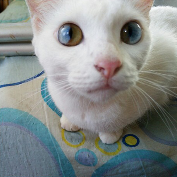 Целая Вселенная в глазах этой кошки