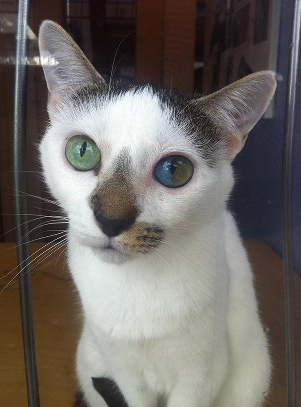 Целая Вселенная в глазах этой кошки