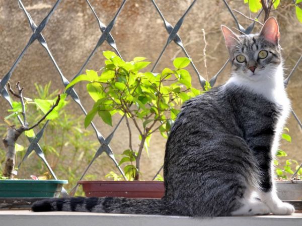 Бразильская короткошерстная кошка: ласковая красавица с крепким здоровьем