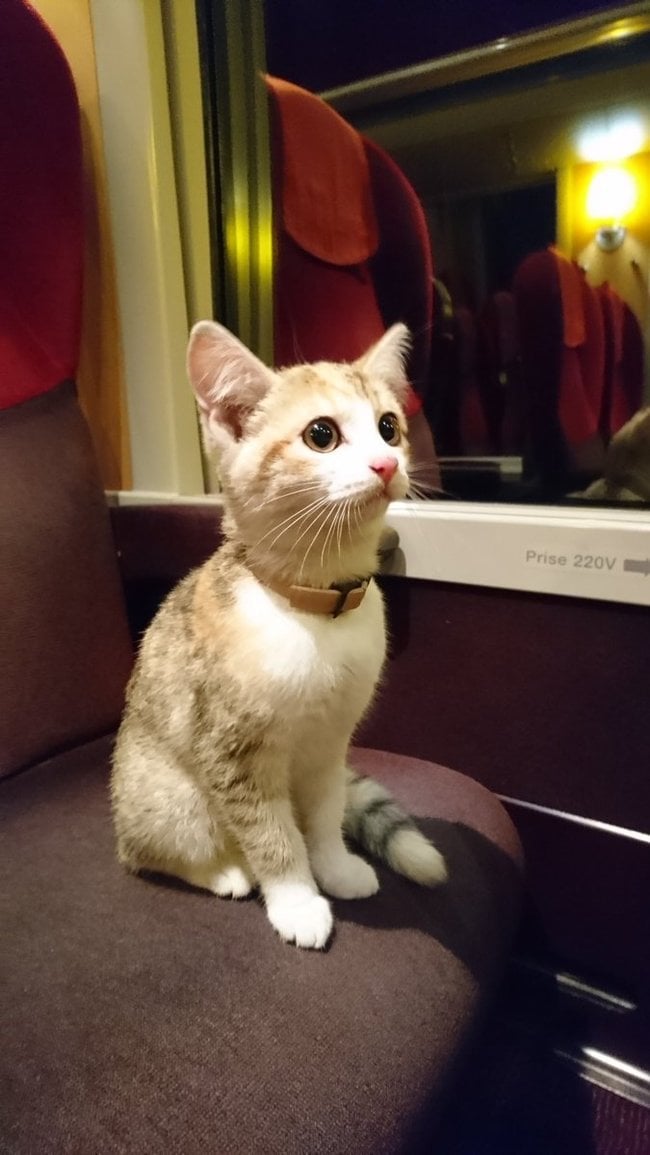 Сообразительный котёнок понял, что потерялся и решил сесть на поезд, чтобы вернуться домой