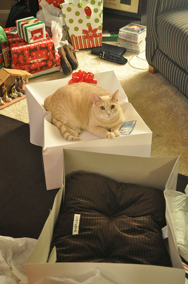Фотографии кошек, которые очень сильно полюбили свои подарки