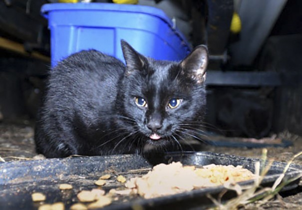 22 года, достойных уважения! Сборщик металлолома каждый день кормит всех кошек в округе