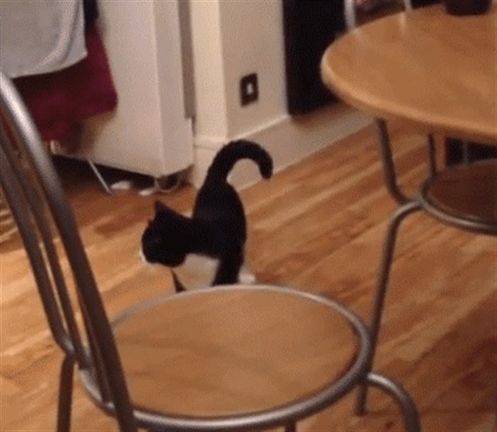 25 смешных котов, которые ведут себя очень странно