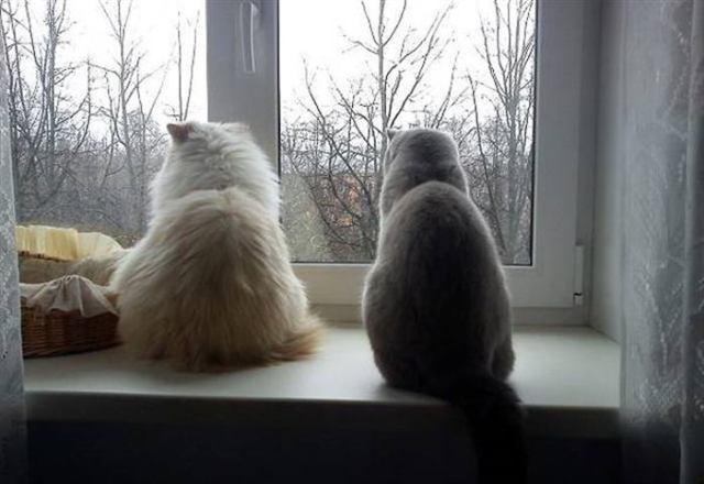 Пушистые ждуны: котики, ожидающие своих хозяев после работы