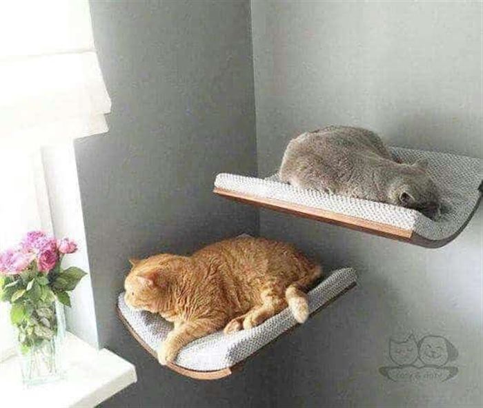 15 котов, которые сломали систему и таки спят в кроватках