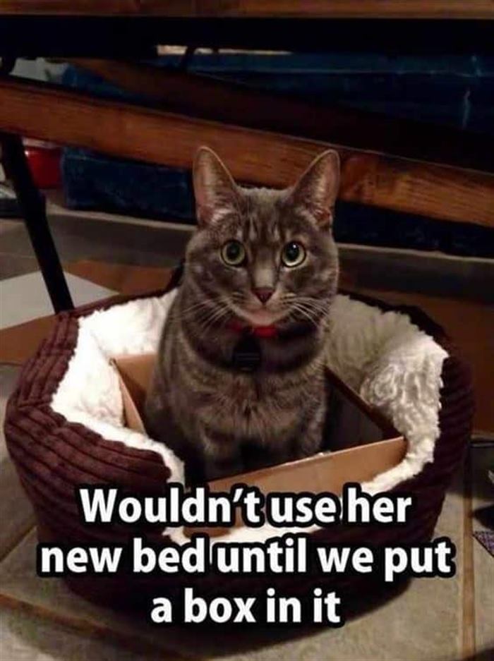 15 котов, которые сломали систему и таки спят в кроватках