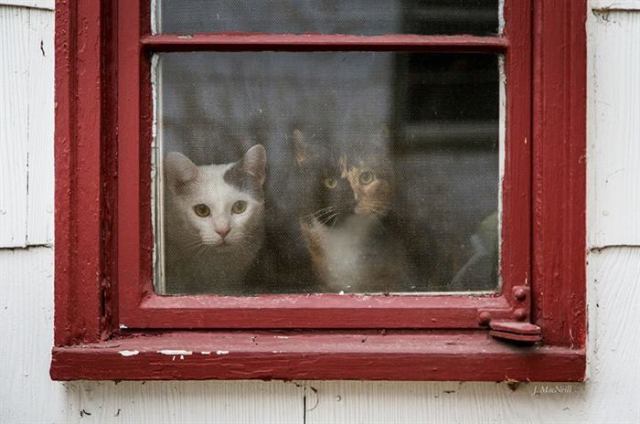 Пушистые ждуны: котики, ожидающие своих хозяев после работы