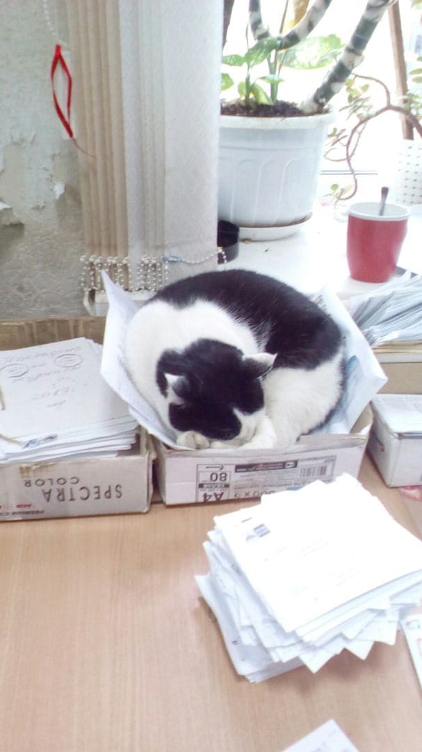 В отделении «Почты России» завелся почто-кот