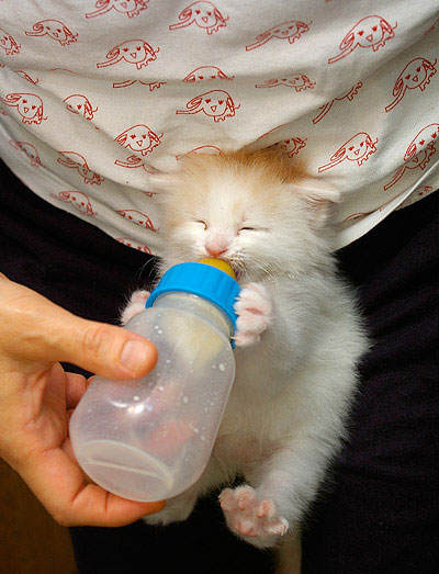 История котенка, который очень любит свою бутылочку для кормления