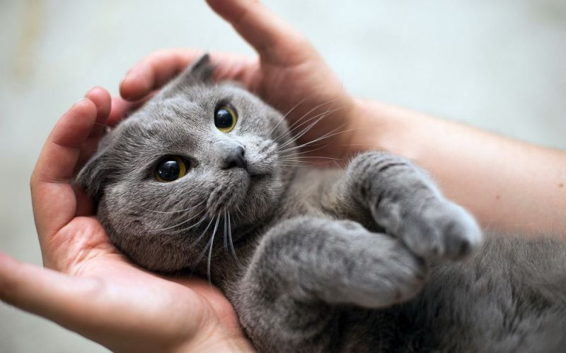 Как приручить кошку к рукам