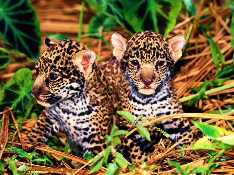 Фото котят леопарда — милые пятнистые красавчики