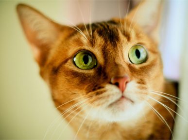 Как видят кошки: секреты и особенности восприятия животными окружающего мира. Видят ли коты призраков