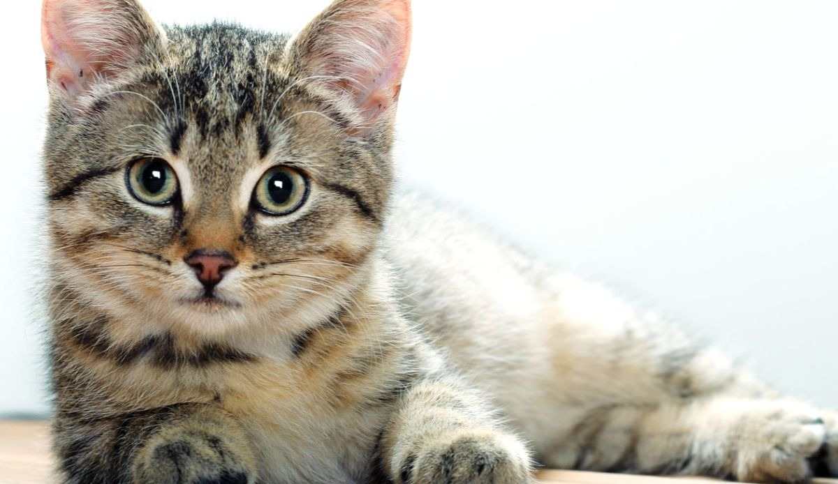 Факты о кошках: интересная биология, знаменитости и легенды
