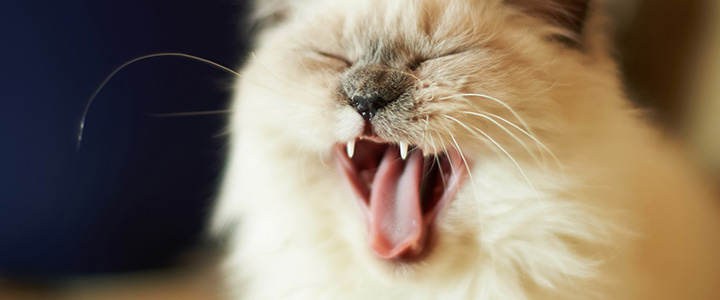 Как отучить кошку орать по ночам