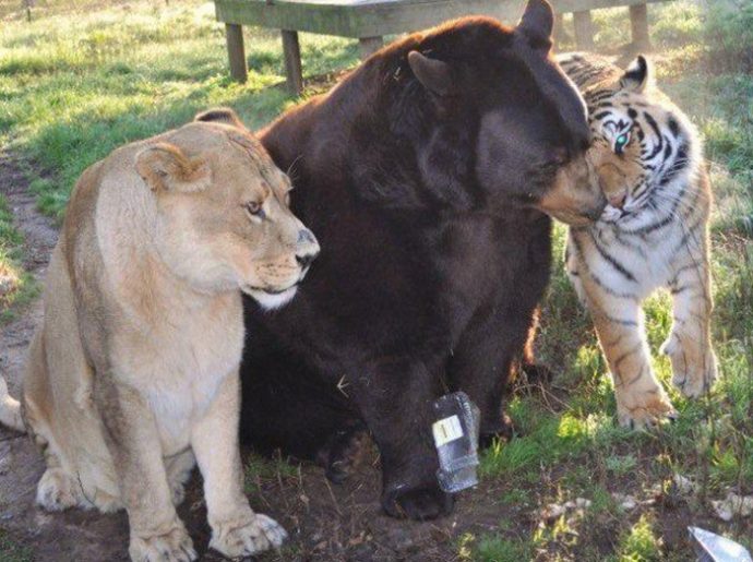 Лев, тигр и медведь — лучшие друзья