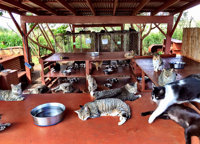 Люди съезжаются со всего мира в кошачий заповедник на Гавайях