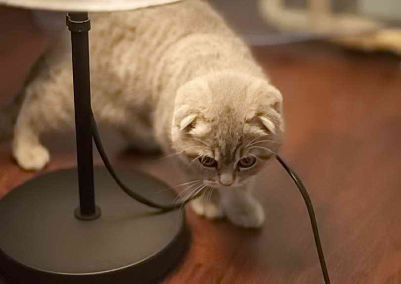 Как отучить кота грызть провода